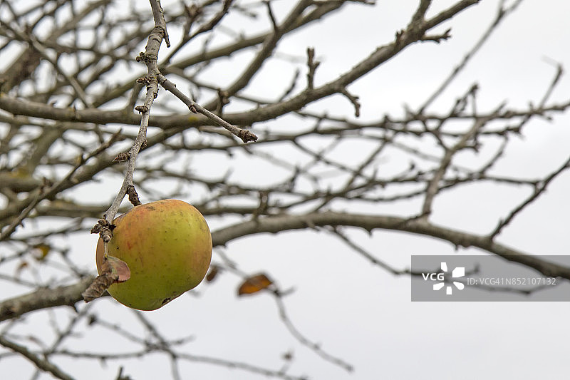 干树上的苹果图片素材