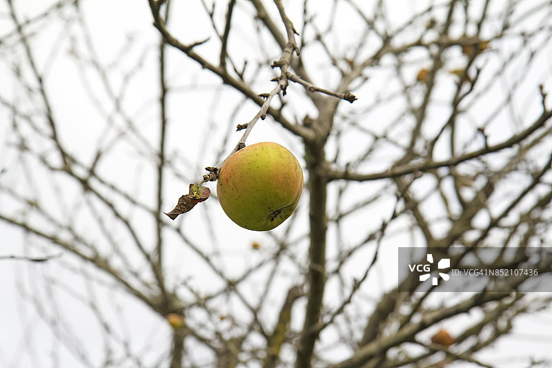 干树上的苹果图片素材