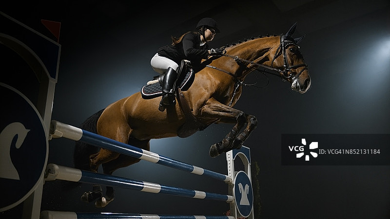 栗色马和骑手跃过栏杆图片素材