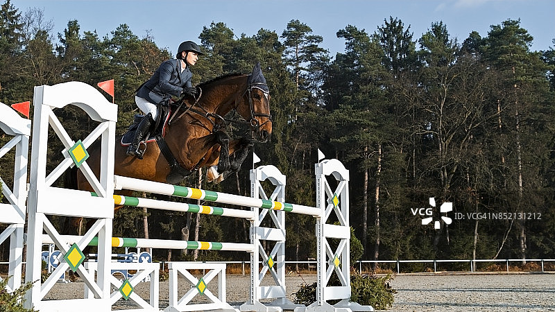 栗色马和骑手跳跃障碍图片素材