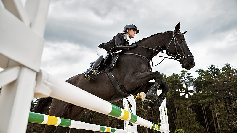 棕色马和骑手正在跳跃障碍图片素材