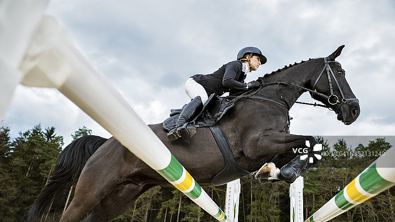 棕色马和骑手正在跳跃障碍图片素材