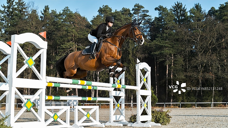 栗色马和骑手跳跃障碍图片素材