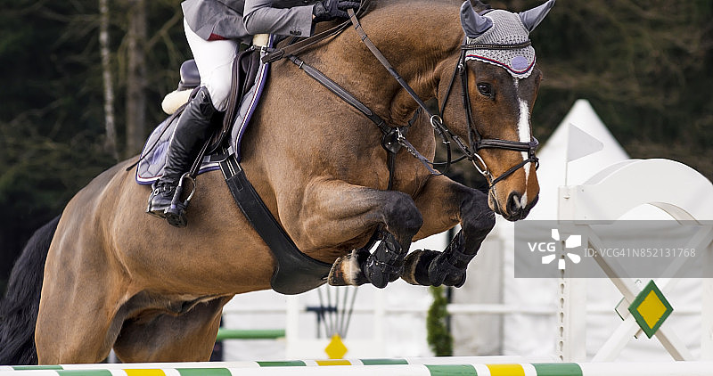 骑着栗色马跳跃障碍的女人图片素材