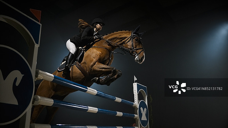 栗色马和骑手跃过栏杆图片素材