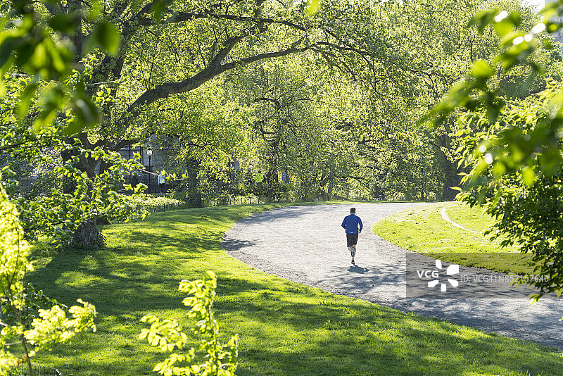 纽约中央公园：绿树环绕的春日小路图片素材