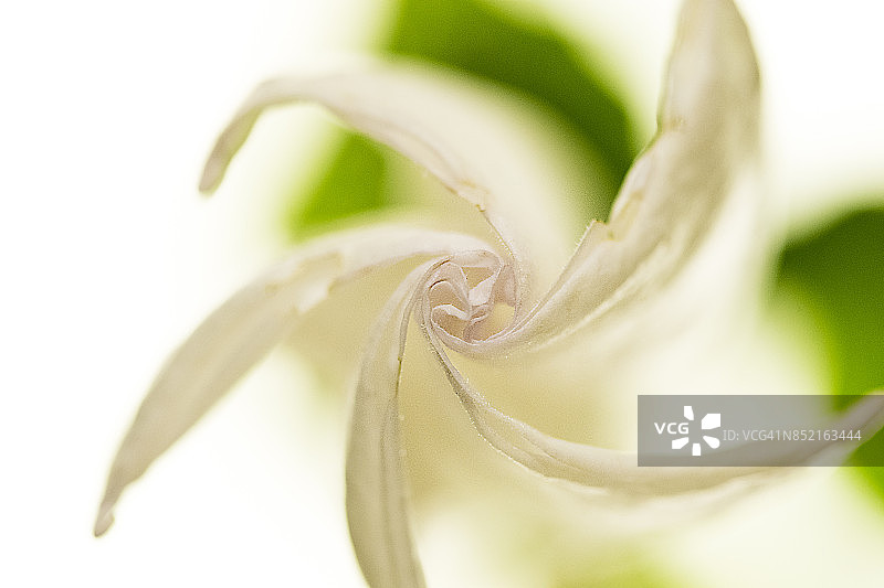 美丽的开放式洋地黄花图片素材