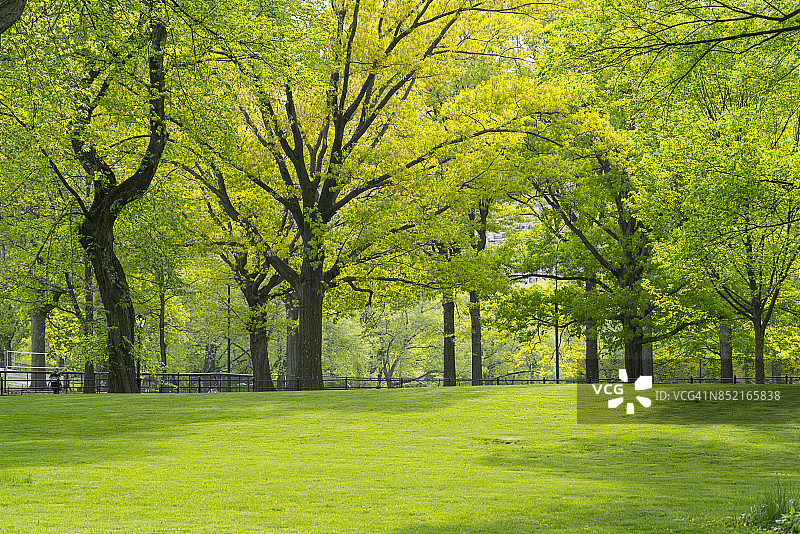 春天，纽约中央公园林荫道沿线的草坪上长满了新鲜的绿树图片素材