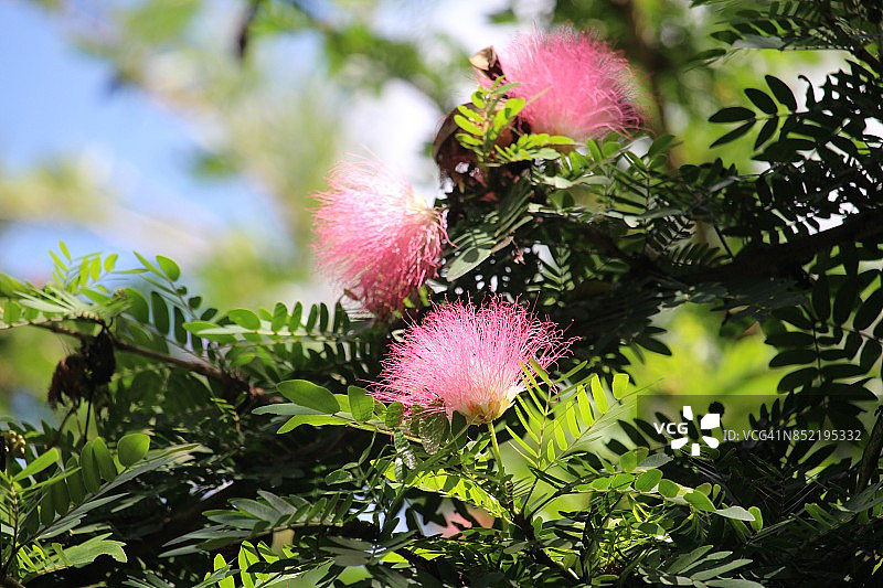 含羞草树花图片素材