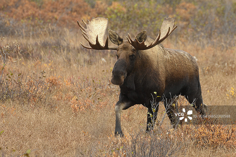 美国阿拉斯加州德纳里国家公园的驼鹿图片素材