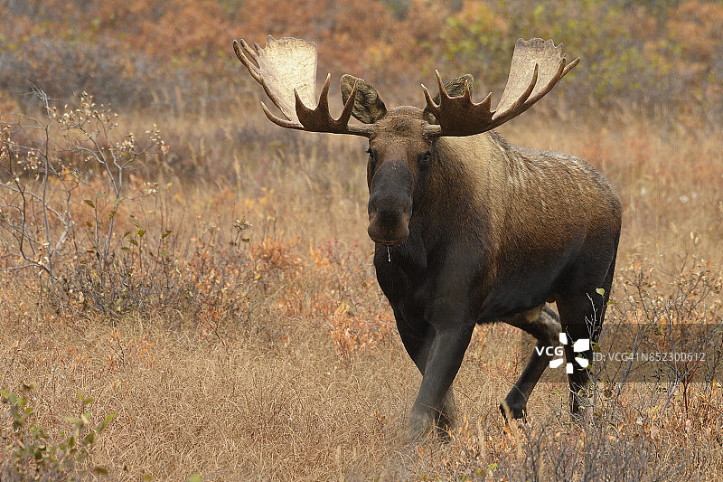 美国阿拉斯加州德纳里国家公园的驼鹿图片素材