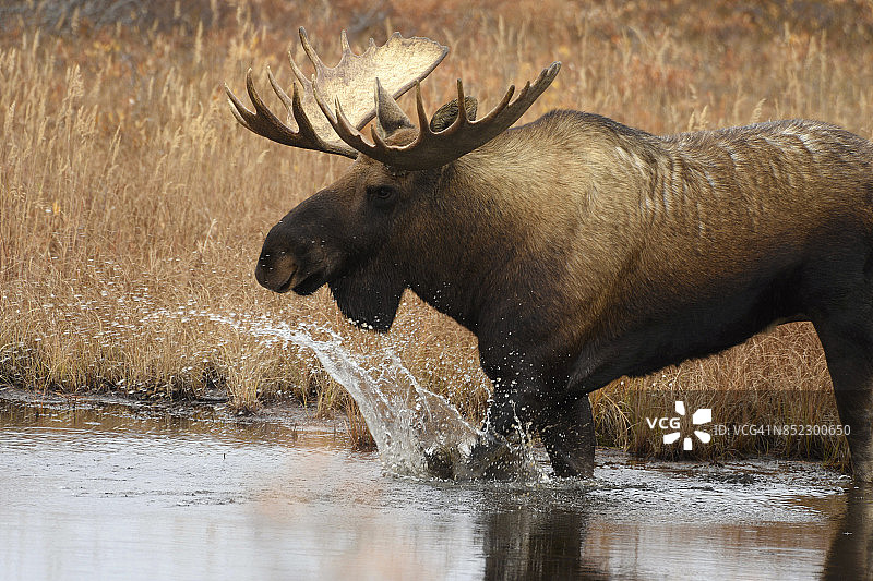 美国阿拉斯加州德纳里国家公园的驼鹿图片素材