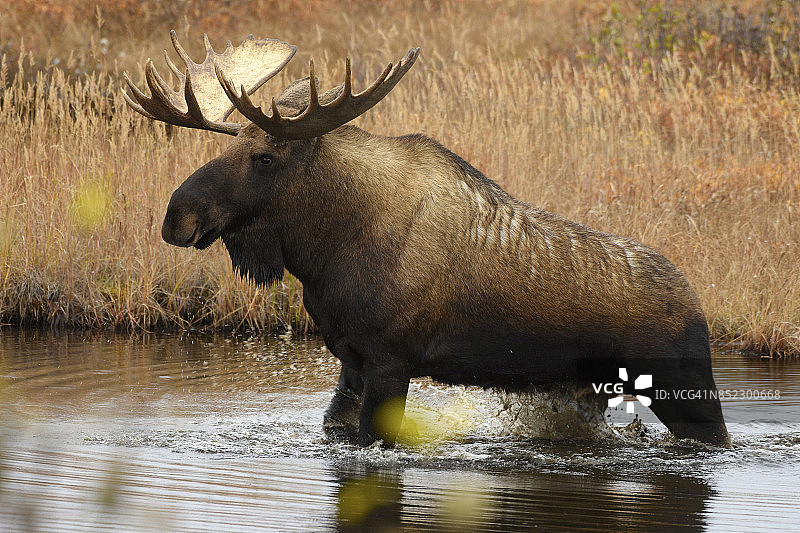 美国阿拉斯加州德纳里国家公园的驼鹿图片素材