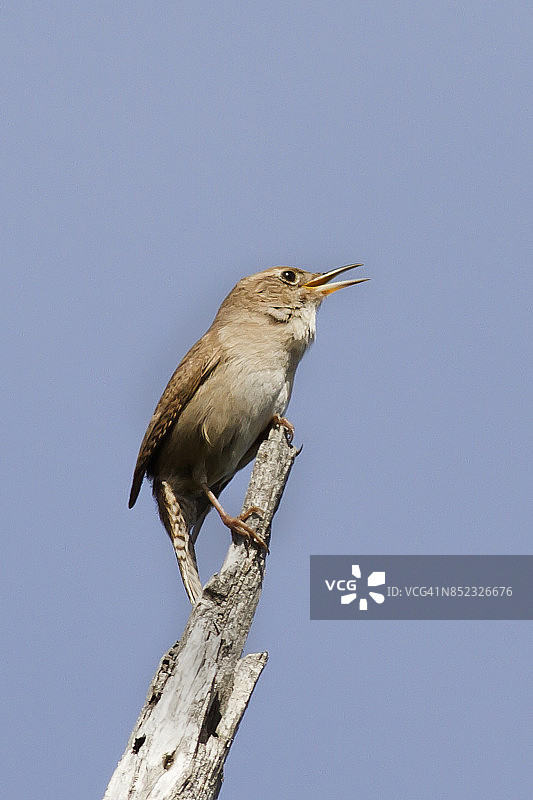 北美鹪鹩鸣叫图片素材