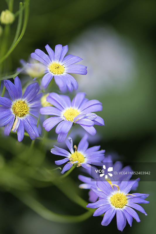盛开的天鹅河雏菊图片素材