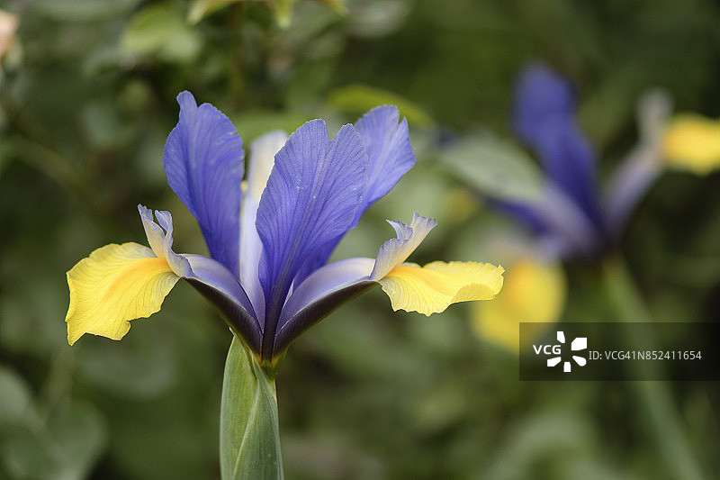荷兰鸢尾“东方美人”图片素材