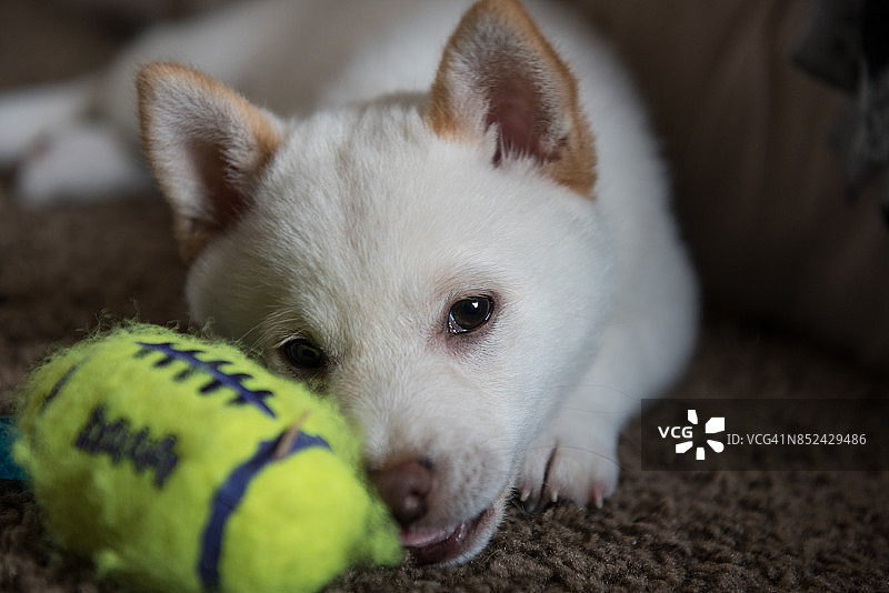 白色柴犬幼犬与网球足球图片素材