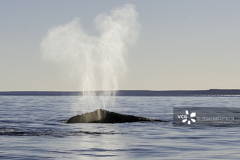 南露脊鲸在傍晚的典型“V”形喷水，阿根廷巴塔哥尼亚瓦尔德斯半岛图片素材