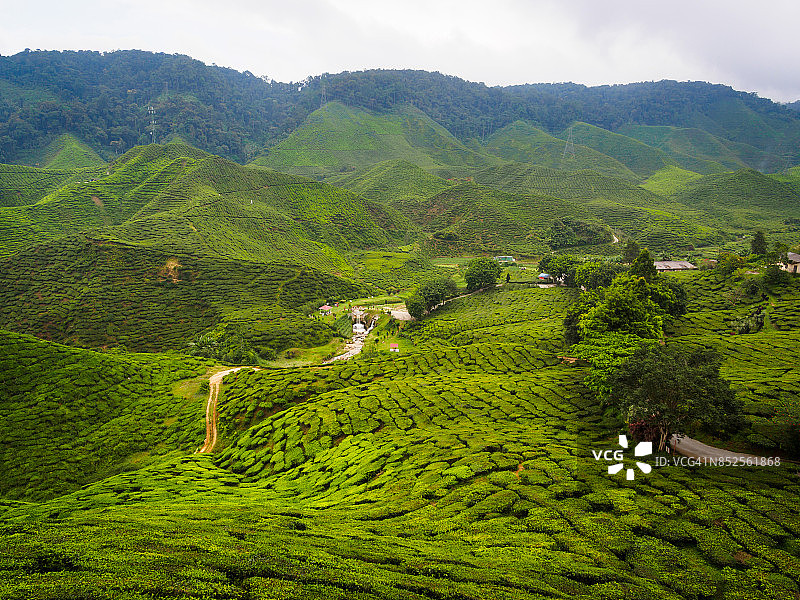 马来西亚金马伦高原广阔的茶园景观图片素材