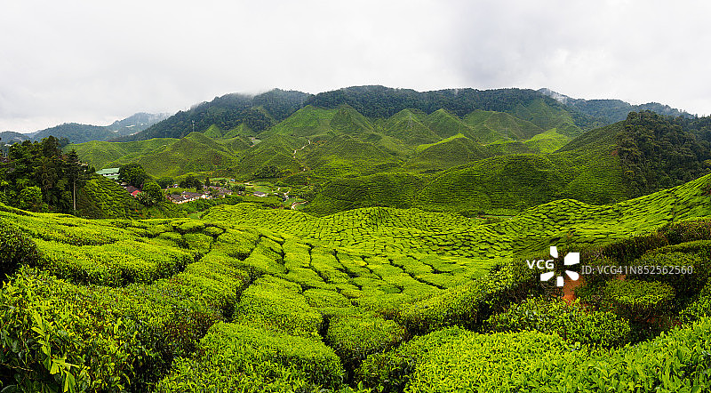 马来西亚金马伦高原茶园的绿色景观全景图片素材