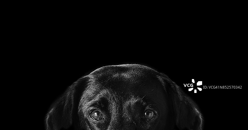 黑色背景上的黑狗图片素材