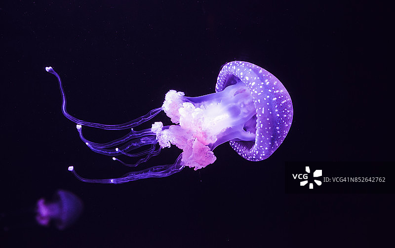 水母图片素材