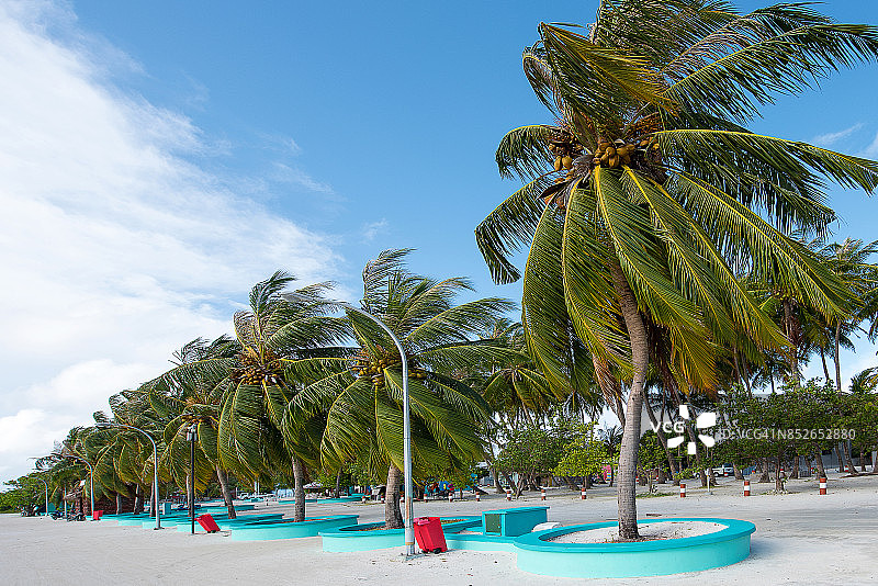马尔代夫希马富士港的椰子树图片素材