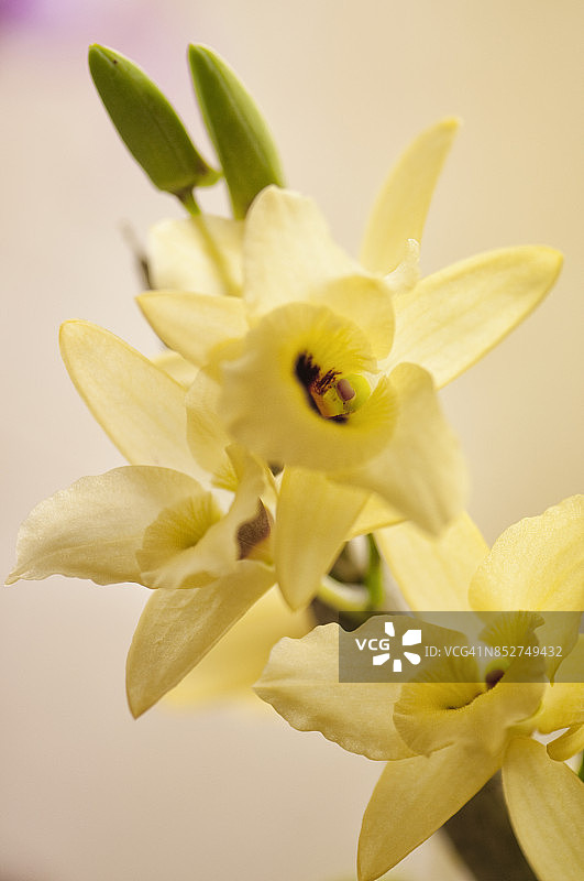 黄魔节石斛兰图片素材