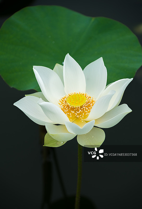 盛开的白色莲花特写图片素材