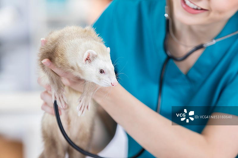 可爱的雪貂在宠物医院接受检查图片素材