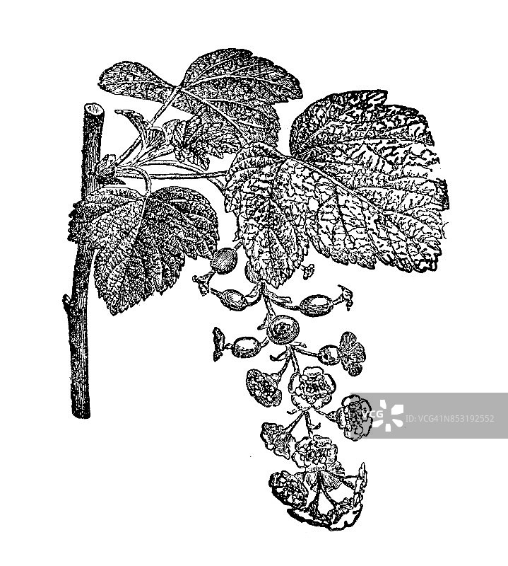 红醋栗图片素材