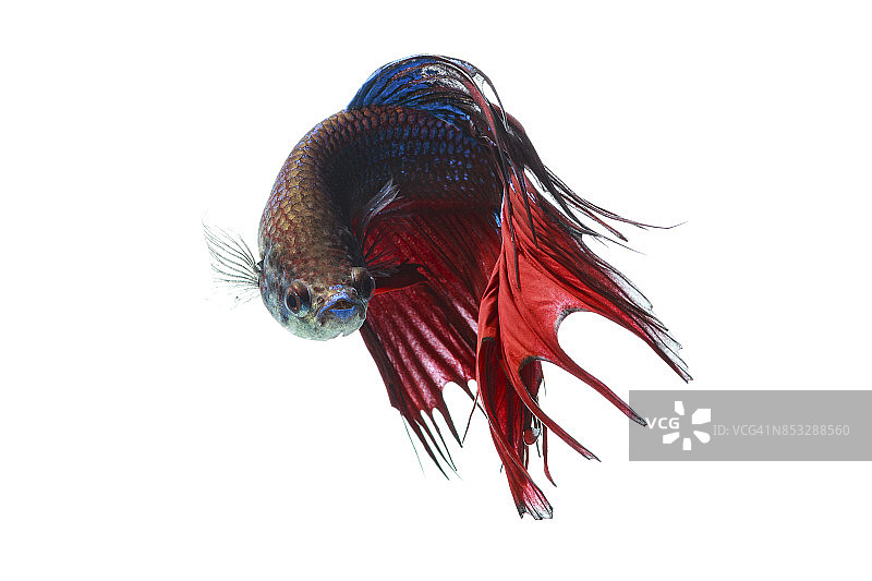 暹罗斗鱼图片素材