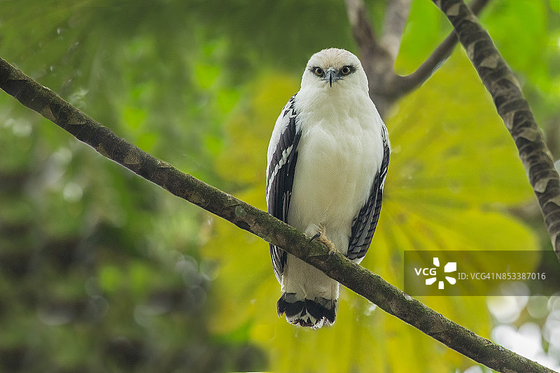 栖息在雨林树枝上的白鹰图片素材