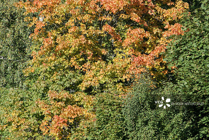 芬兰的秋色图片素材