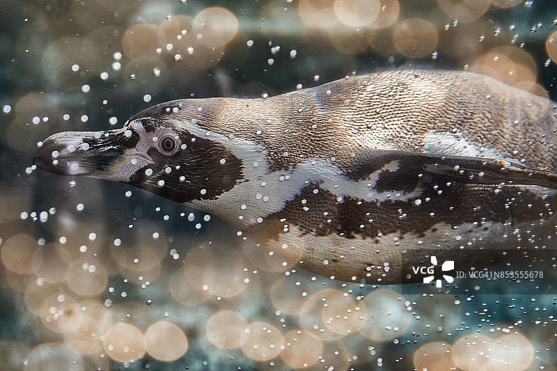 在水中游泳并产生气泡的企鹅图片素材