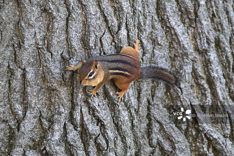 攀爬在橡树上的野生花栗鼠图片素材