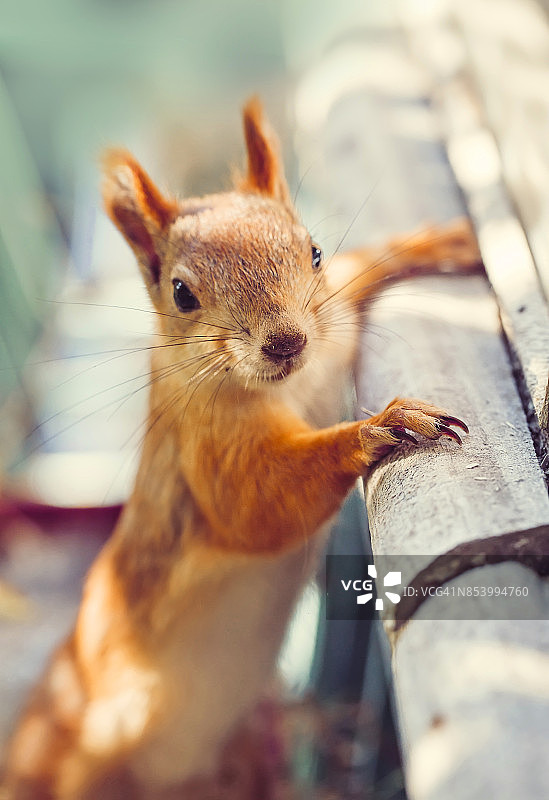 可爱的松鼠盯着相机图片素材