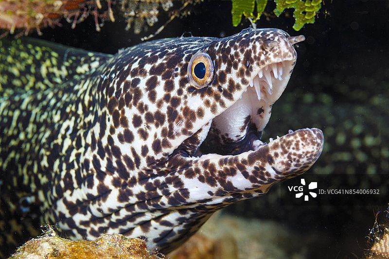 斑点裸胸鳝图片素材