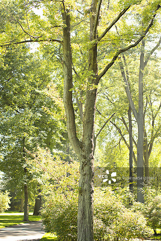 绿色树木图片素材