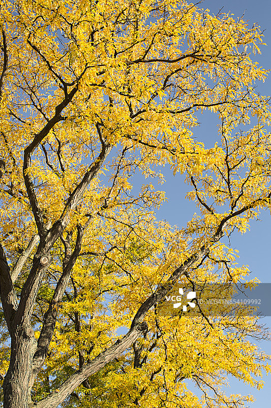 秋天的树图片素材