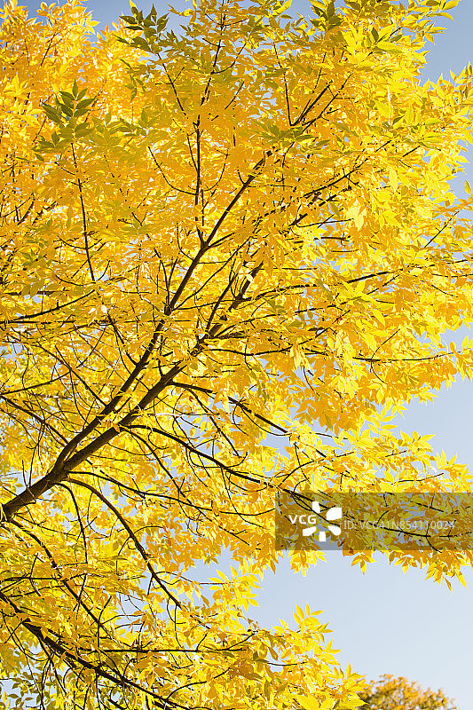 秋日金色的树图片素材