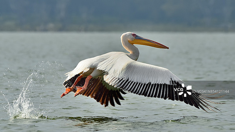 大白鹈鹕图片素材