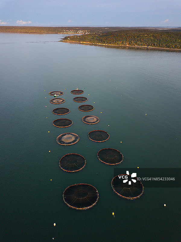 加拿大新不伦瑞克省大马南岛海豹湾的鲑鱼养殖场图片素材
