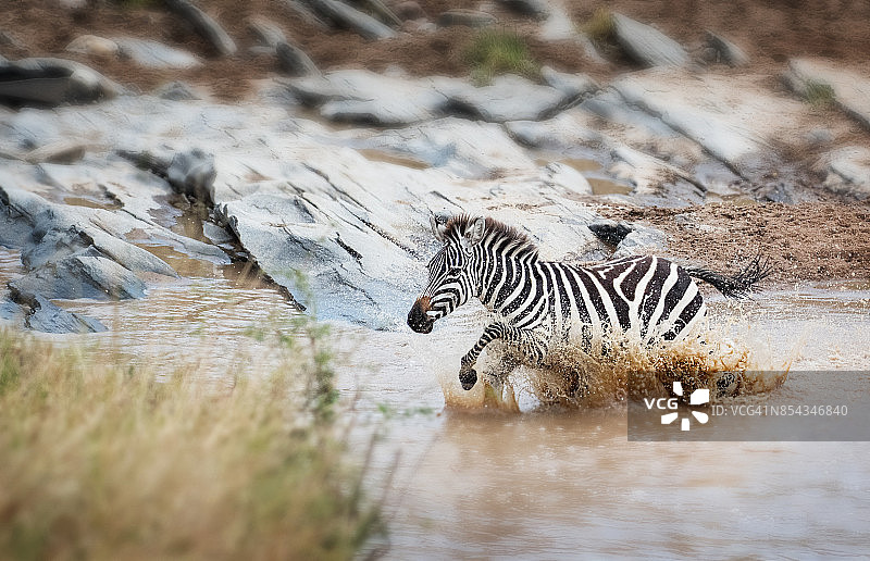 斑马在马赛马拉的溪流中穿行图片素材