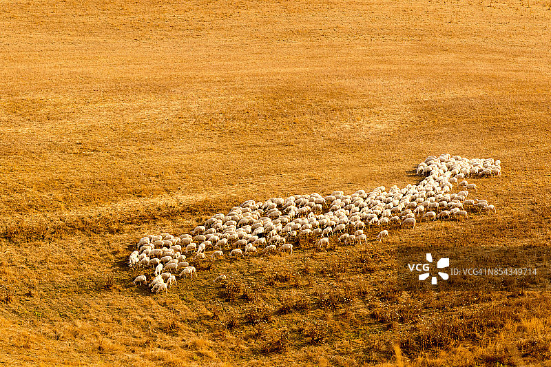 绵羊吃草图片素材
