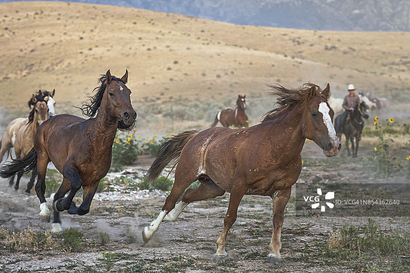 美国犹他州草原上狂奔的野马图片素材