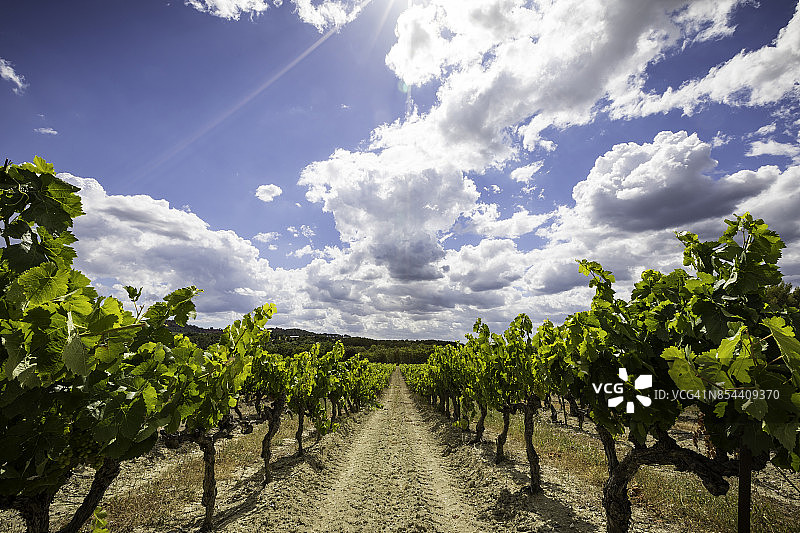 小葡萄园图片素材