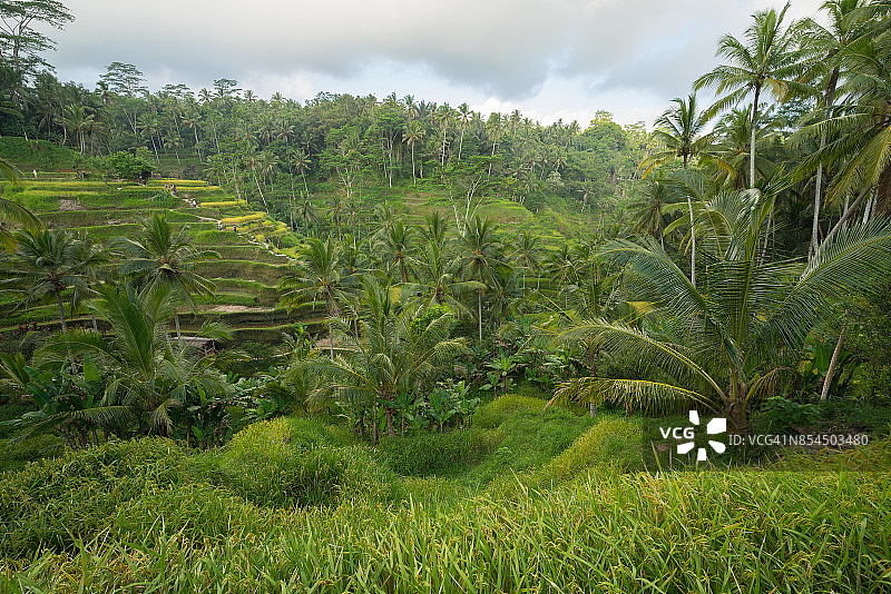 印度尼西亚巴厘岛乌布德的德格拉朗梯田图片素材