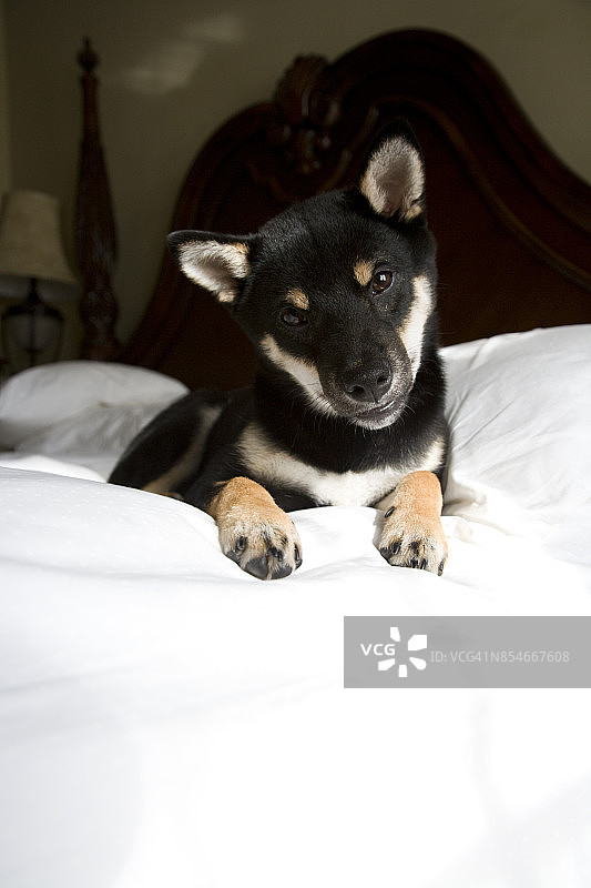 床上的柴犬图片素材