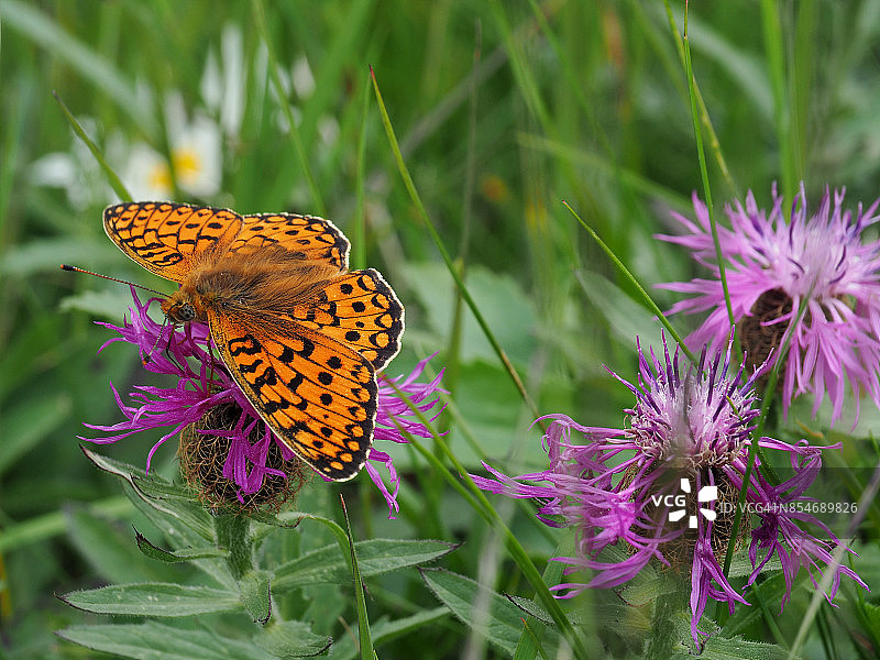 小珍珠边蛱蝶图片素材